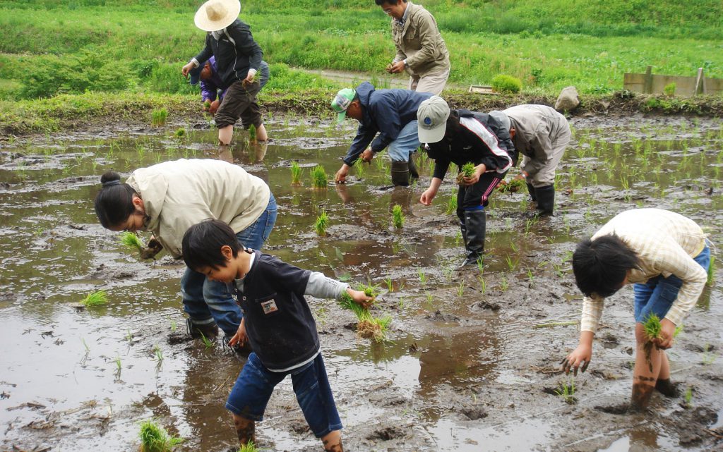 田植え体験